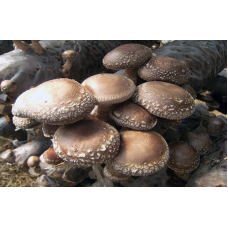 Мицелий Шиитаке штамм ТЛ-4080 (Lentinula edodes)